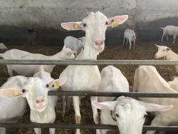 Goats at Saint-Maure de Touraine