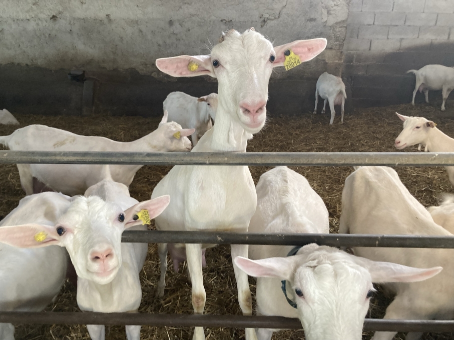 Goats at Saint-Maure de Touraine
