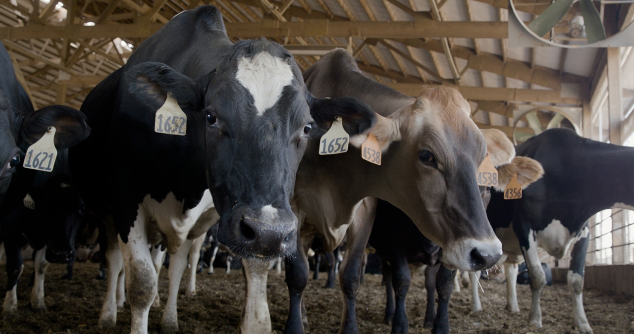 Dutchland Dairy Cows