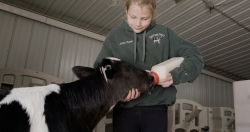 Dutchland Dairy Girl Feeds Cow